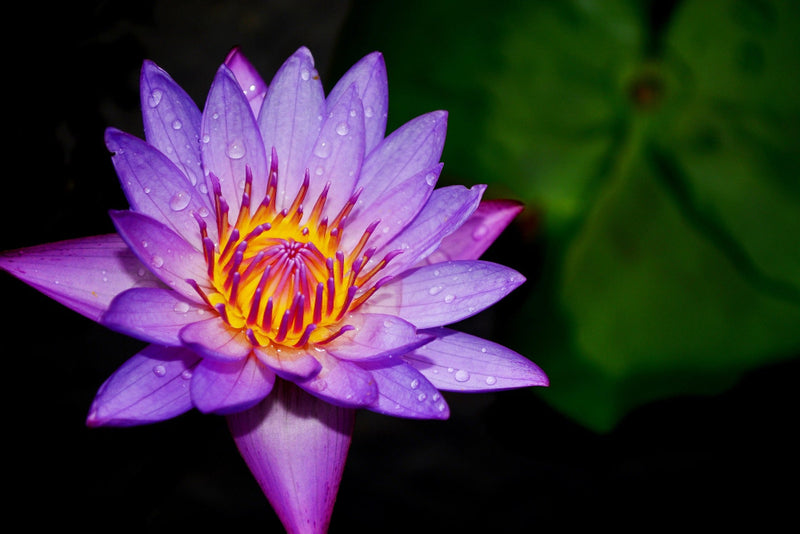 Blaue Seerose